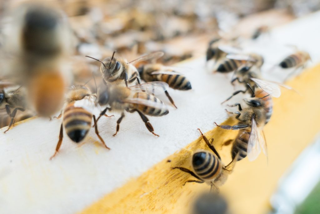 what-is-honey-bees-future