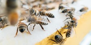 what-is-honey-bees-future