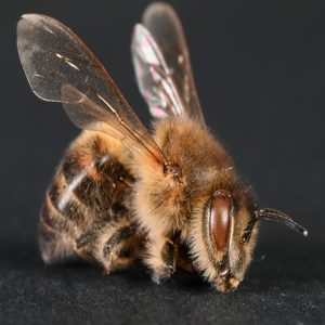 what-is-honey-bees-future