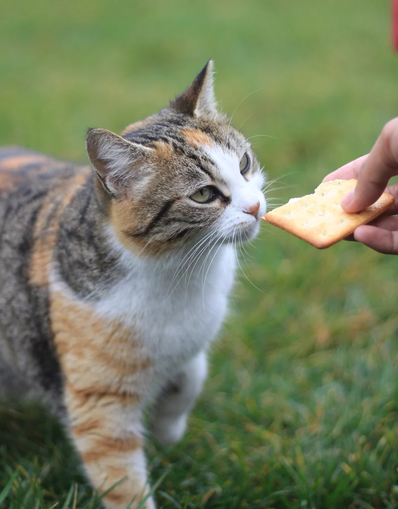 training-wild-cats